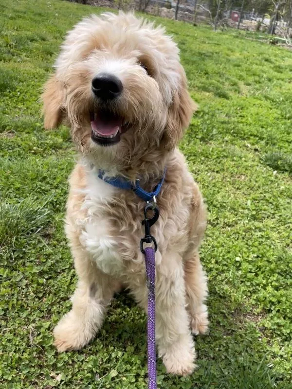 Hazel
