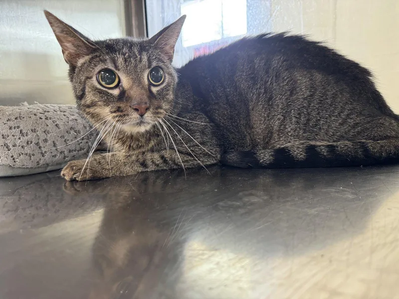 An adult medium-sized male Domestic Short Hair cat named Caspian for adoption in Austin, MN
