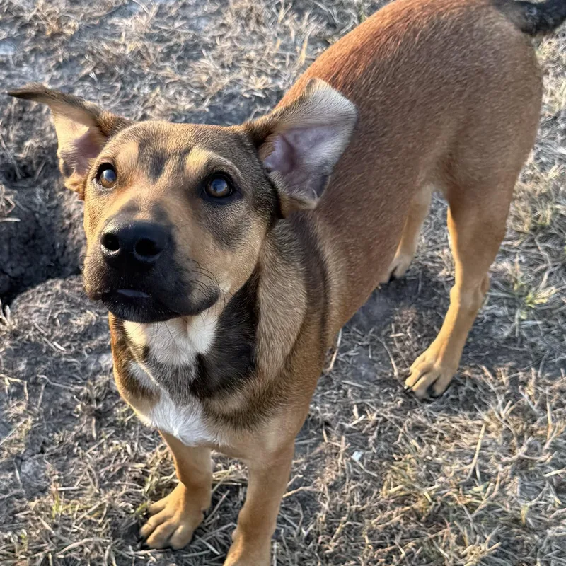 A baby medium-sized male Australian Cattle Dog / Blue Heeler dog named Hoss for adoption in Krum, TX