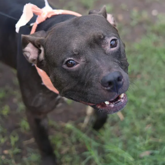 An adult medium-sized female American Staffordshire Terrier dog named Baby for adoption in San Antonio, TX
