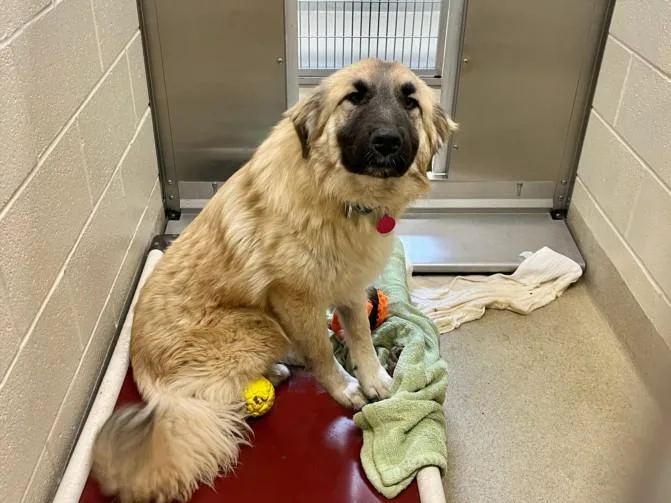 A young medium-sized male Great Pyrenees dog named Prince Phillip for adoption in Chapel Hill, NC