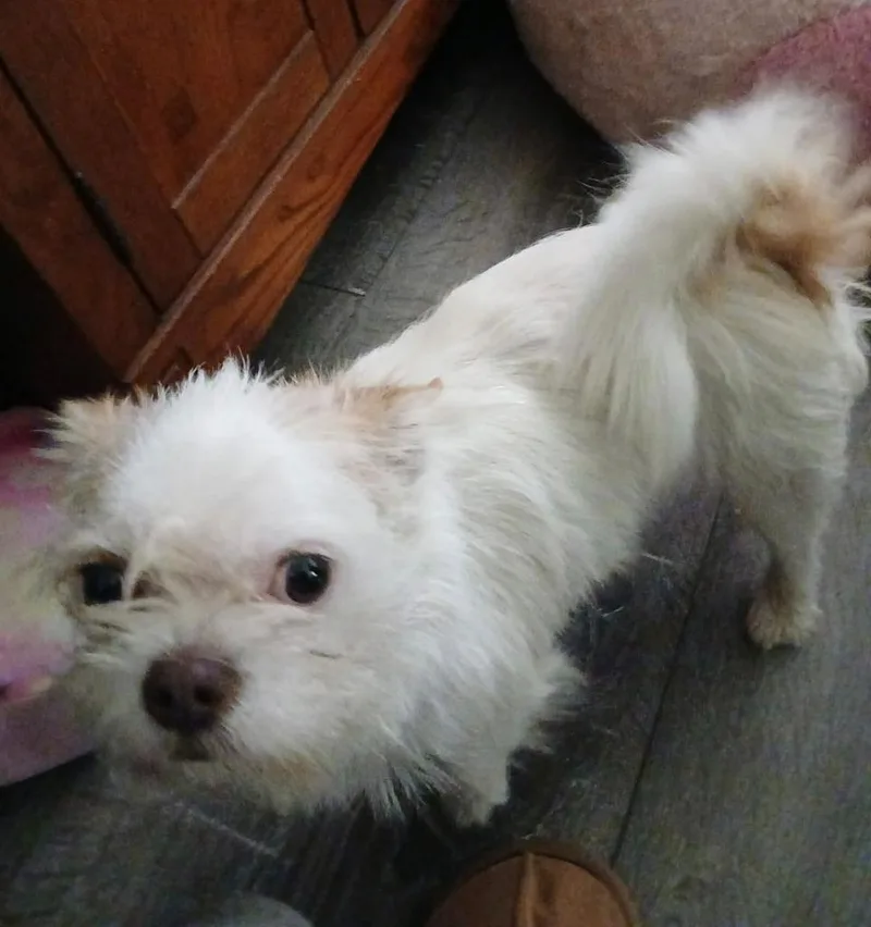 A young small-sized male Maltese dog named Buddy for adoption in Manchester, TN