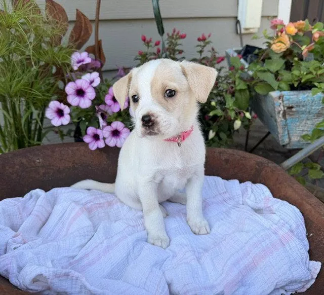 A baby medium-sized female Labrador Retriever dog named New Hope for adoption in Duluth, MN