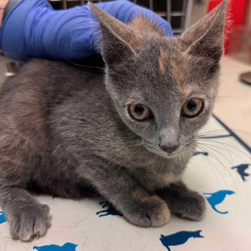 A baby small-sized female Tortoiseshell Domestic Short Hair cat named Lorelai for adoption in Lynchburg, VA