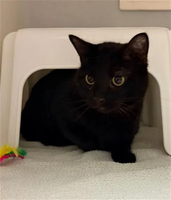 An adult medium-sized female Domestic Short Hair cat named Mulan for adoption in Statesville, NC