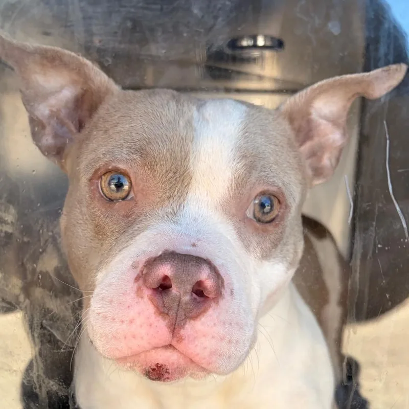 A young medium-sized female Yellow / Tan / Blond / Fawn Pit Bull Terrier dog named Mama Wanda for adoption in Philadelphia, PA