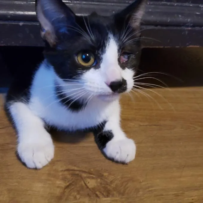 A baby small-sized female American Shorthair cat named Lois lane for adoption in mount vernon, AR