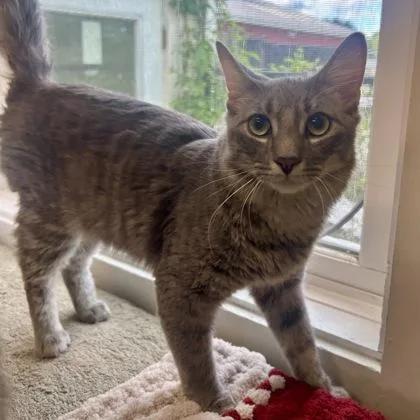 An adult medium-sized male Domestic Medium Hair cat named Tennessee for adoption in East Montpelier, VT
