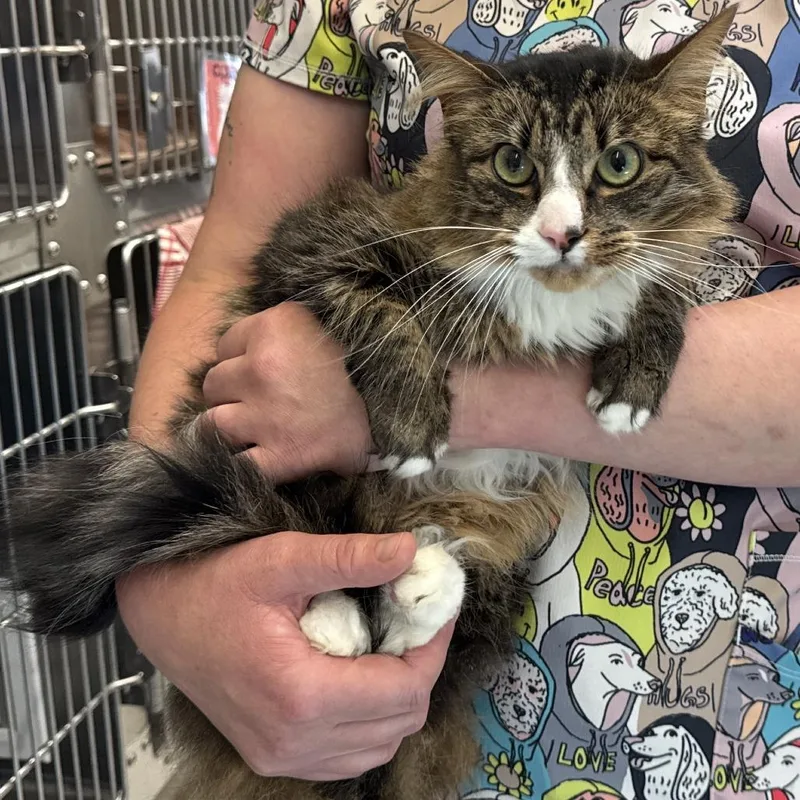 An adult medium-sized female Brown / Chocolate Domestic Medium Hair cat named Ru for adoption in Santa Barbara, CA