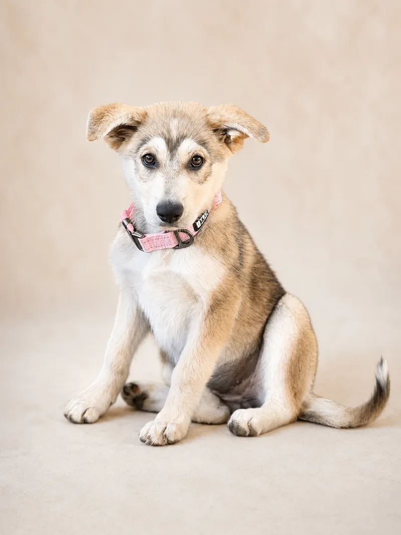 A baby small-sized female German Shepherd Dog dog named Georgia for adoption