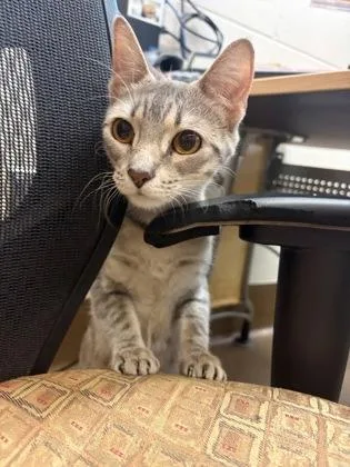 An adult medium-sized female Gray / Blue / Silver Domestic Short Hair cat named Ruby for adoption in Wichita, KS