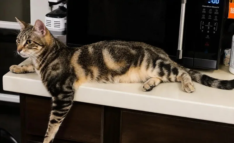 A baby medium-sized male Brown / Chocolate Tabby cat named Chunky for adoption in Fresno, CA