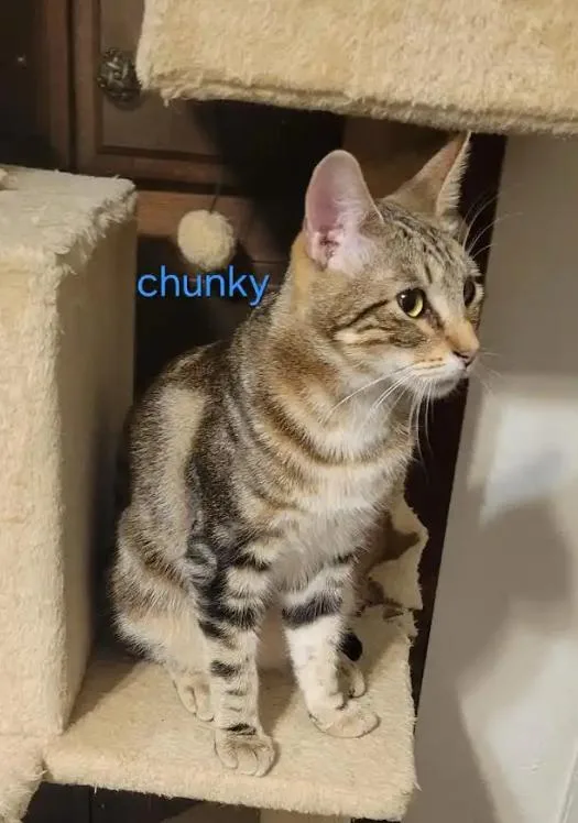 Chunky thumbnail 2