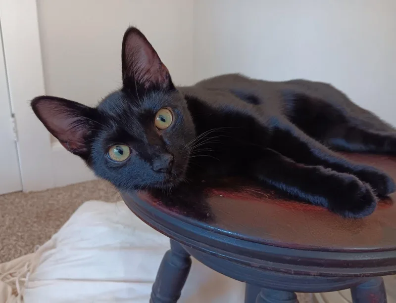 A baby medium-sized female Black Domestic Short Hair cat named Cleocatra for adoption in Wilmington, NC