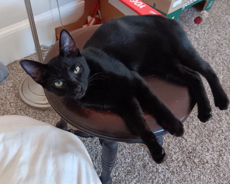 Cleocatra thumbnail 2