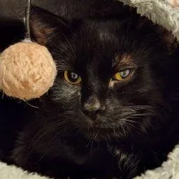 An adult medium-sized male Black Domestic Short Hair cat named Toto for adoption in Cedar Rapids, IA