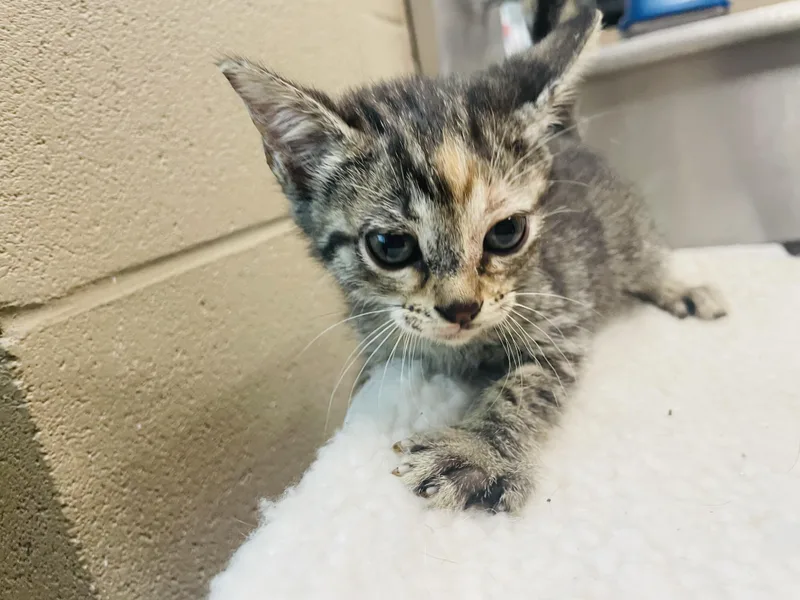 A baby small-sized female Tabby (Buff / Tan / Fawn) Tabby cat named Daphne for adoption in Seabrook, TX