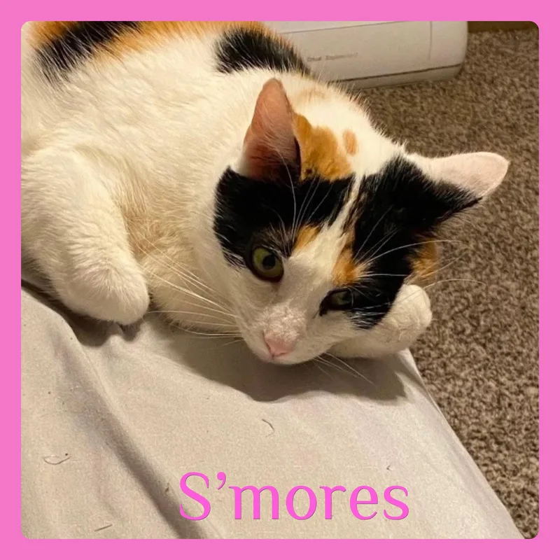 An adult medium-sized female Calico cat named Smores for adoption in Lawton, OK