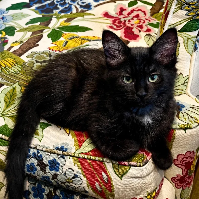 A baby small-sized female Black Domestic Medium Hair cat named Cricket for adoption in Santa Rosa, CA