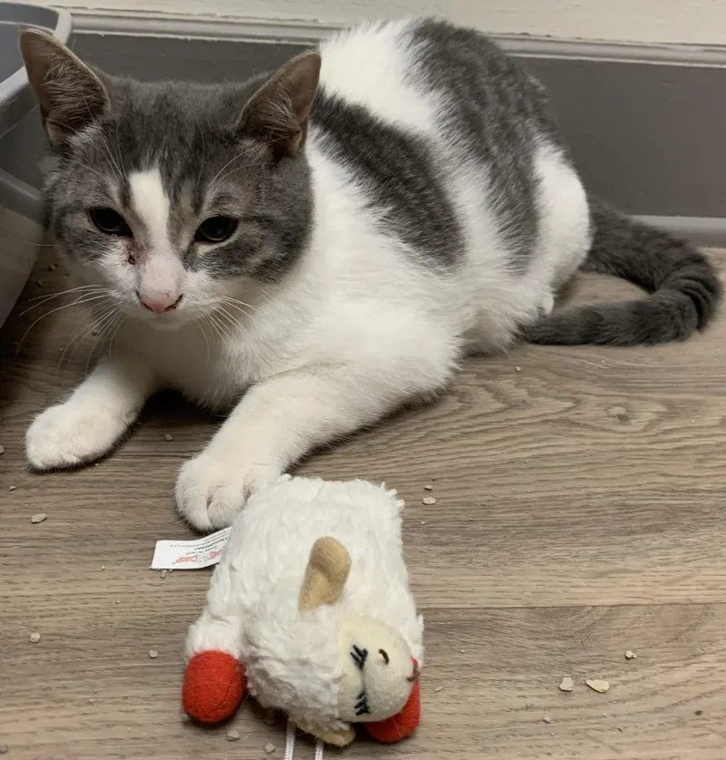 A young medium-sized male Tabby (Gray / Blue / Silver) Domestic Short Hair cat named Fizzy for adoption in Milwaukee, WI