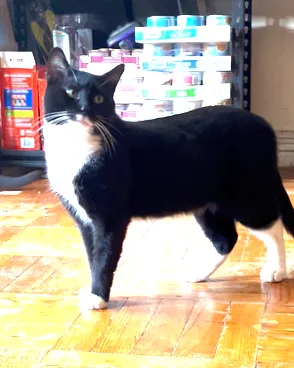 A young medium-sized male Black & White / Tuxedo Domestic Short Hair cat named Bobby for adoption in New York, NY