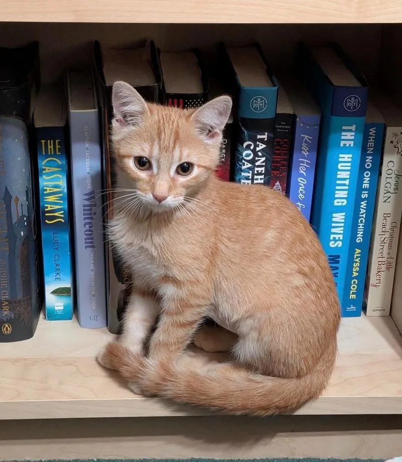 A baby small-sized female Tabby (Orange / Red) Domestic Medium Hair cat named Harley for adoption in tucson, AZ