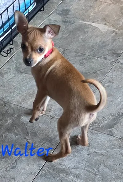 Walter