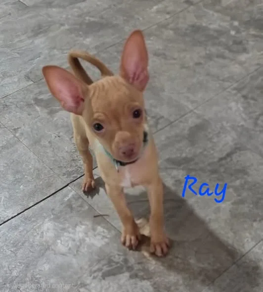 Ray