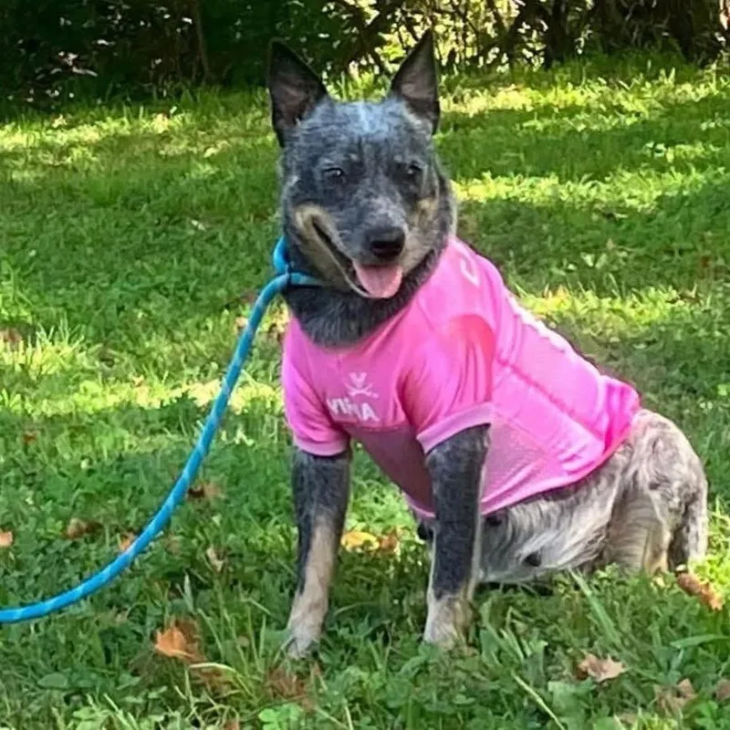 An adult medium-sized female Gray / Blue / Silver Australian Cattle Dog / Blue Heeler dog named Athena for adoption in Lynchburg, VA