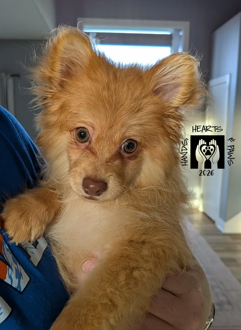 Bob Ross thumbnail 2