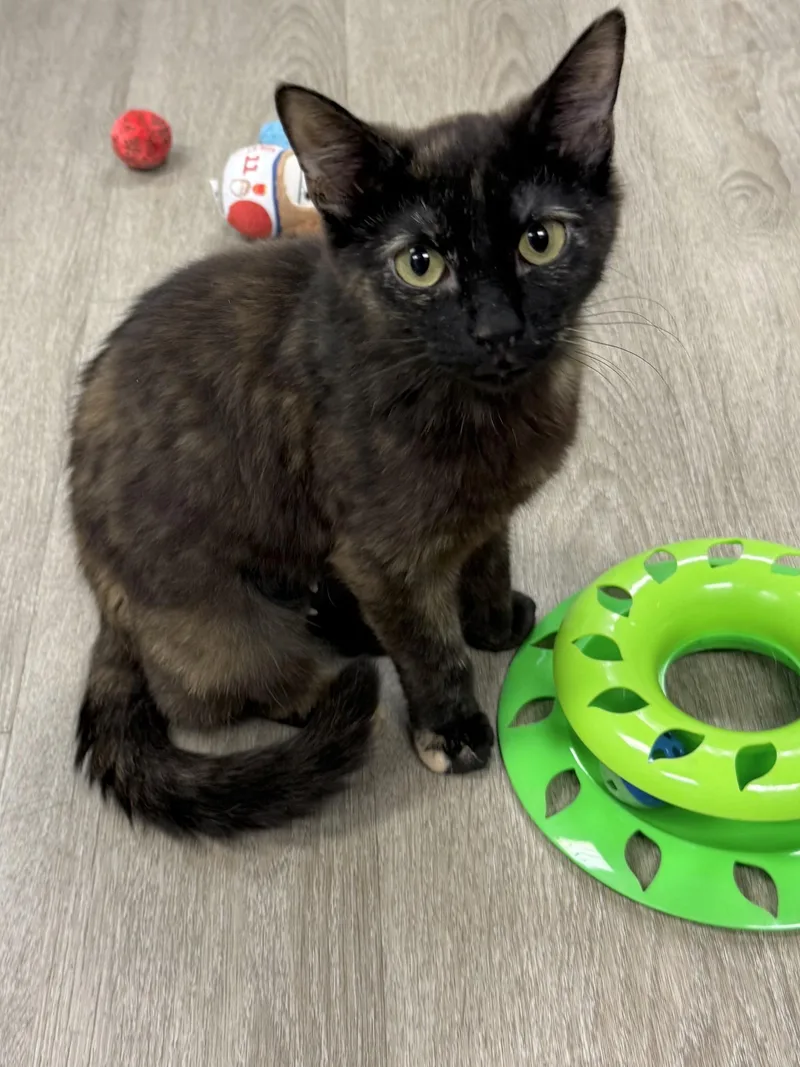 Nova