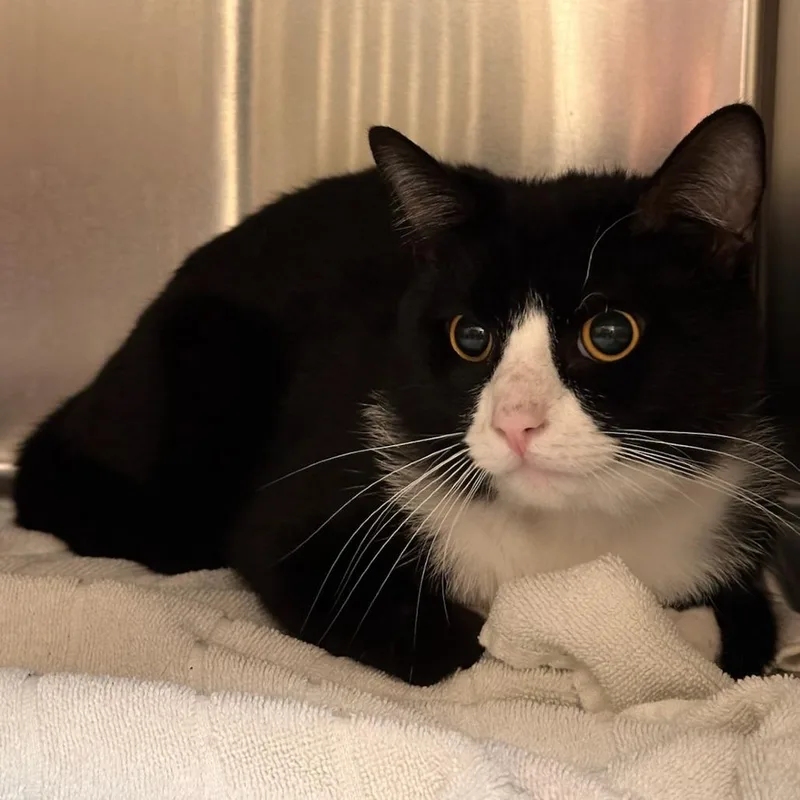 An adult medium-sized male Black Domestic Short Hair cat named Flynnious for adoption in Springfield, MA