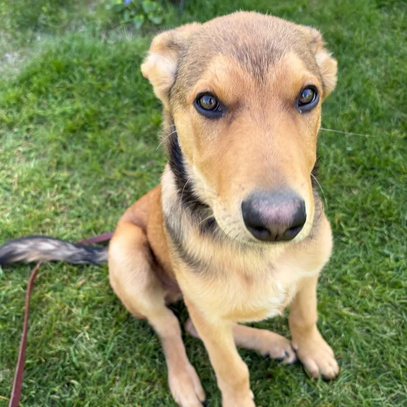 A baby medium-sized male Red / Chestnut / Orange Australian Shepherd dog named Ben D for adoption in Minnetonka, MN