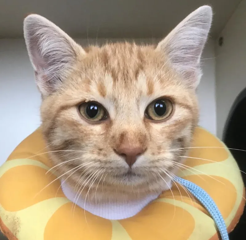 A young large-sized male Domestic Short Hair cat named Bacon for adoption in Buena Vista, CO