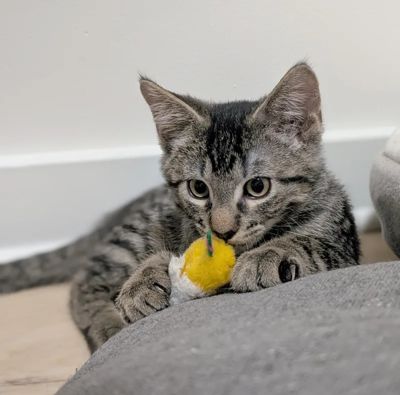 A baby medium-sized male Tabby (Brown / Chocolate) Tabby cat named Luigi for adoption in Parkville, MO