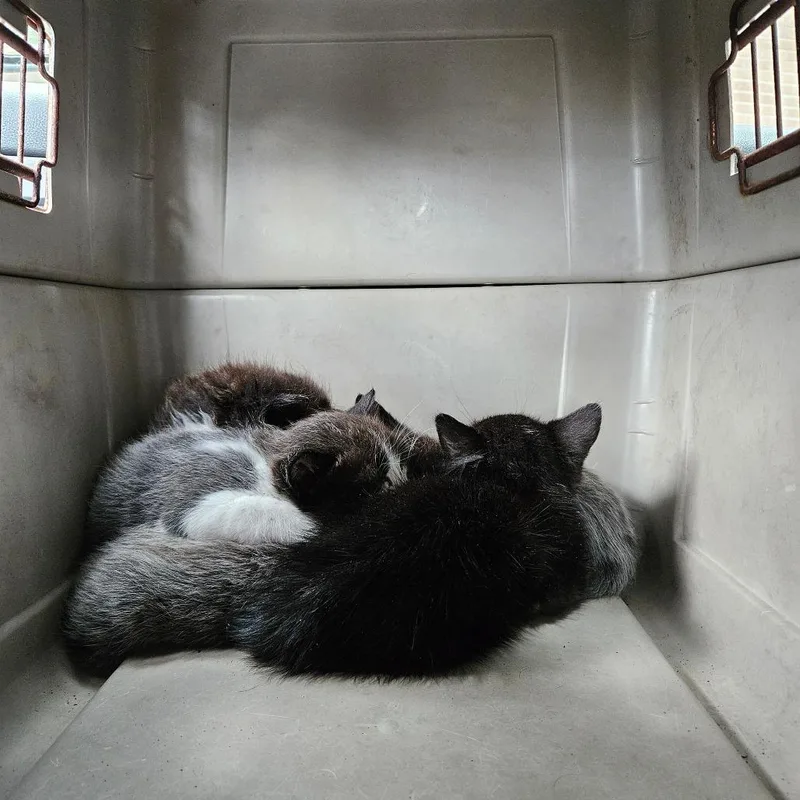 A baby small-sized male Black Domestic Medium Hair cat named Figaro for adoption in Lake Jackson, TX