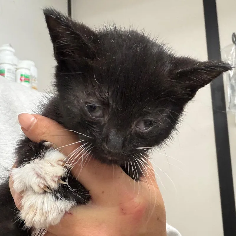 Figaro thumbnail 2