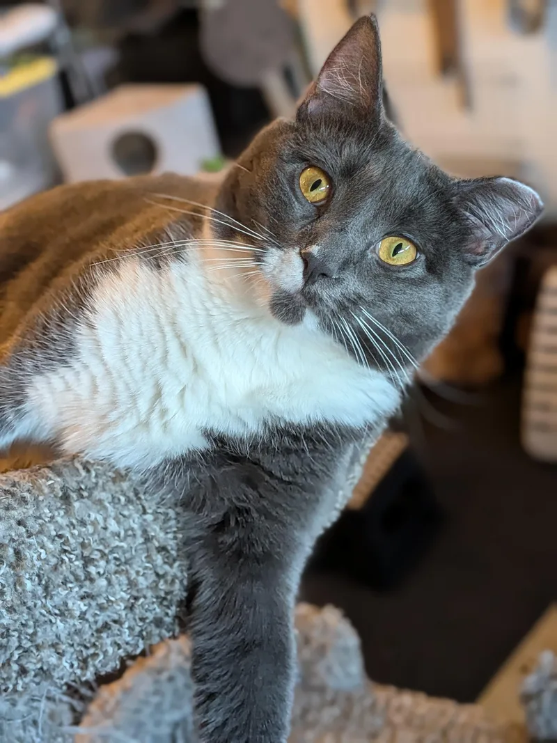 A young medium-sized female Gray & White Domestic Short Hair cat named Muffin Aka Big Baby for adoption in Newburgh, NY