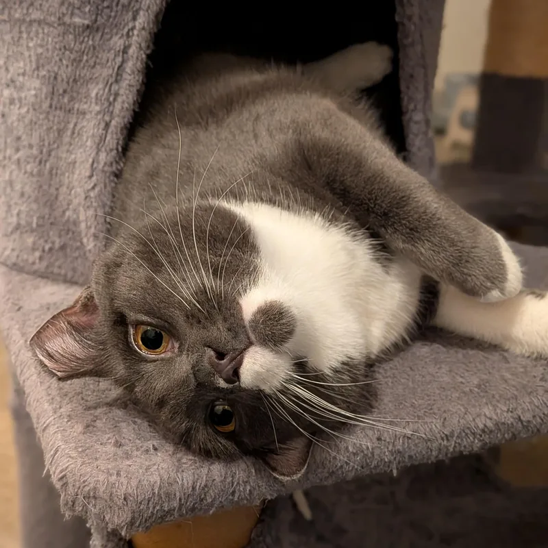 Muffin Aka Big Baby thumbnail 2