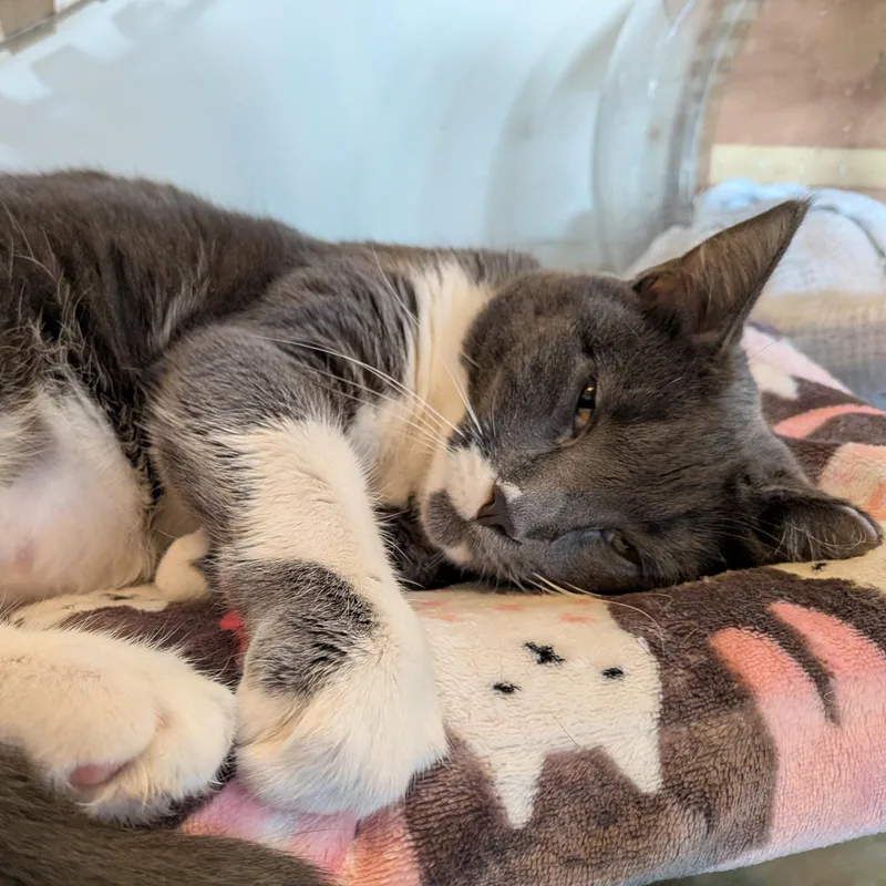 Muffin Aka Big Baby thumbnail 4