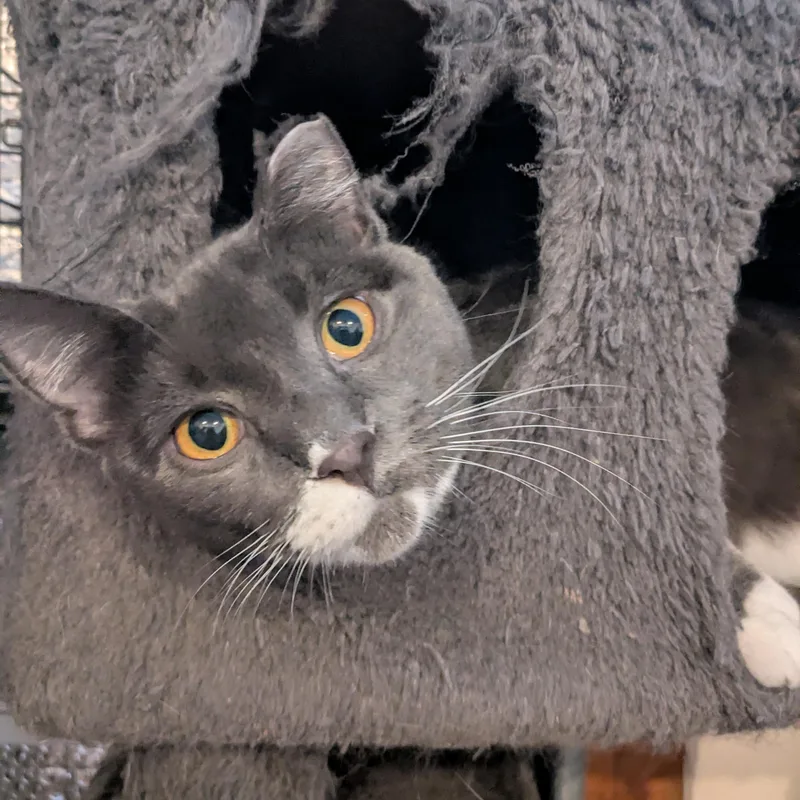 Muffin Aka Big Baby thumbnail 5