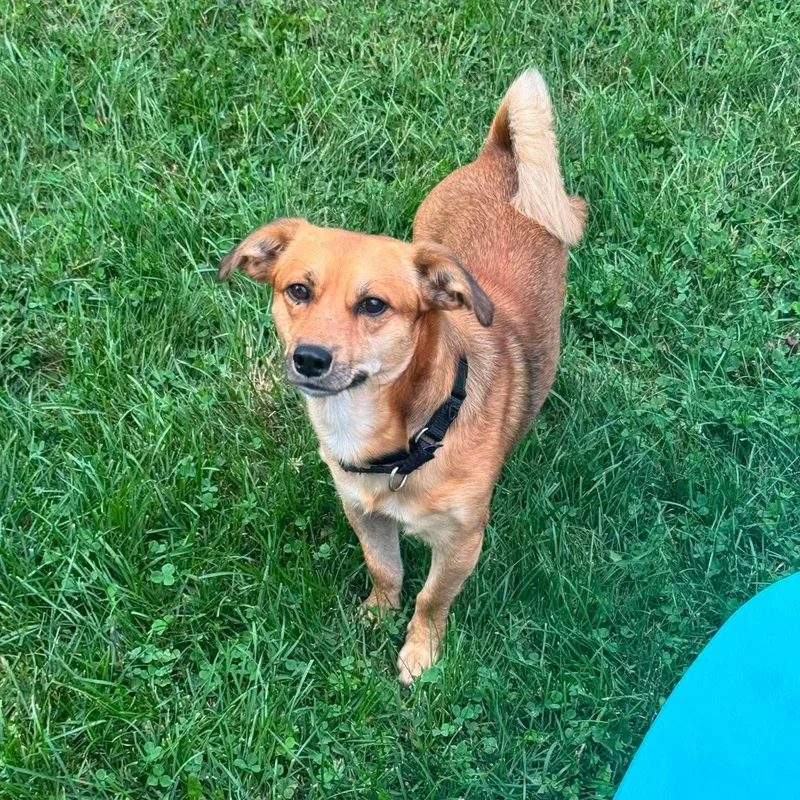 A young small-sized male Yellow / Tan / Blond / Fawn Mixed Breed dog named Boots for adoption in Yaphank, NY