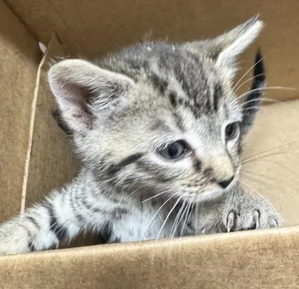 A baby small-sized female Domestic Short Hair cat named Beta for adoption in West Chester, PA