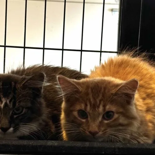 A young medium-sized male Orange / Red Domestic Long Hair cat named Damon Salvatore for adoption in Tipp City, OH