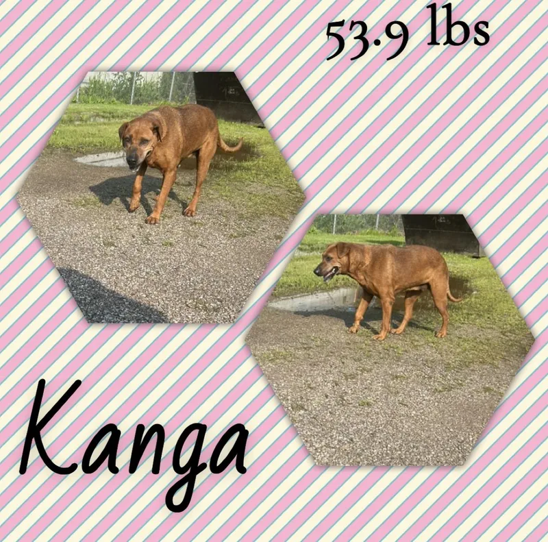 An adult medium-sized female Red / Chestnut / Orange Bloodhound dog named Kanga for adoption in McArthur, OH