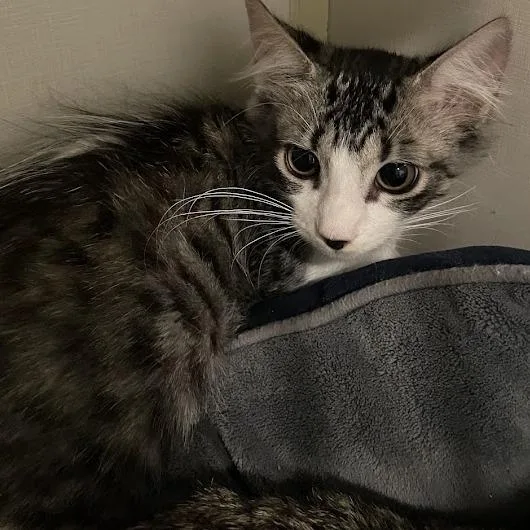 A baby small-sized female Brown / Chocolate Domestic Medium Hair cat named Fortune for adoption in Port Charlotte, FL