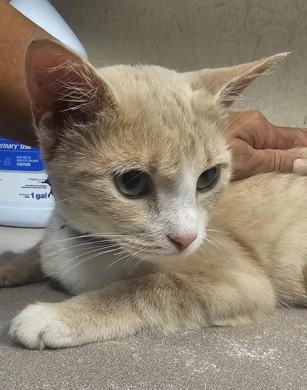 A young small-sized female Domestic Short Hair cat named Abby for adoption in Salisbury, MD