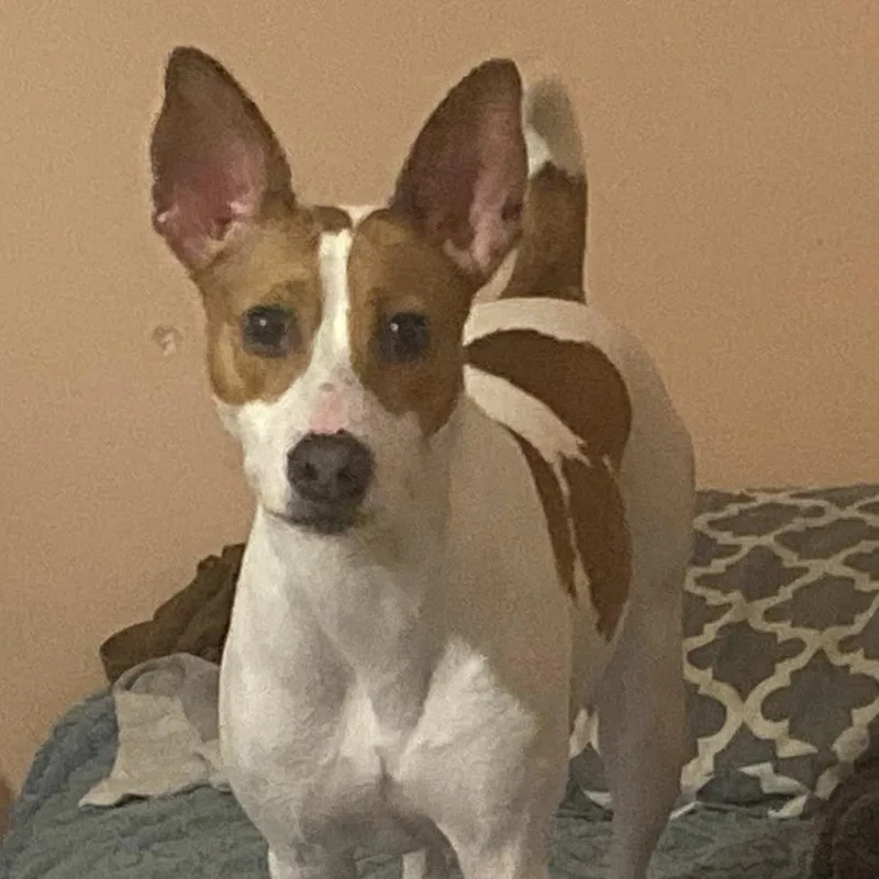 A baby medium-sized female Mixed Breed dog named Tasmin for adoption in Long Island City, NY