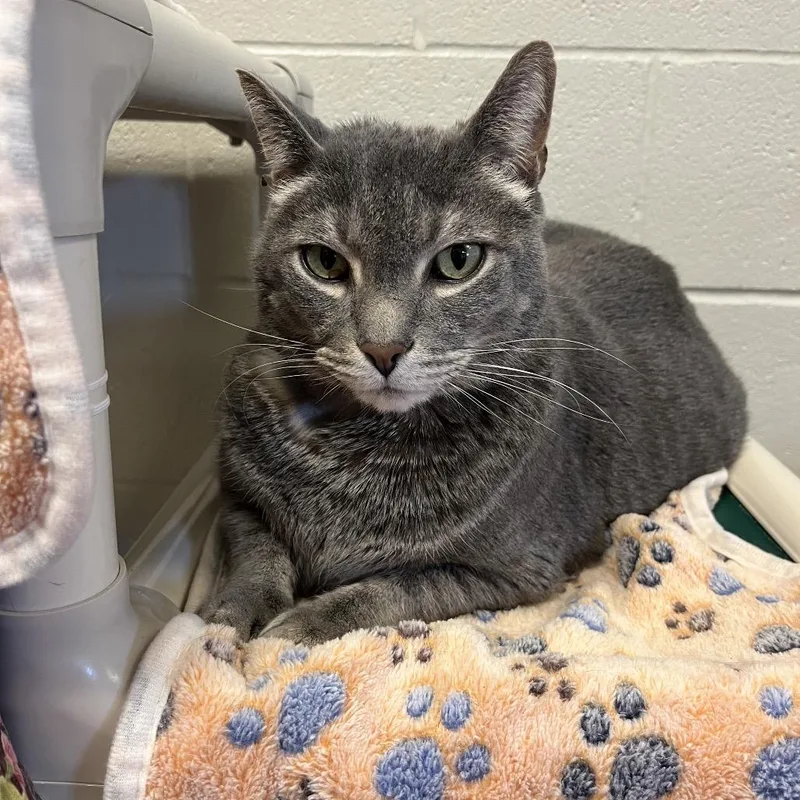 An adult extra large-sized male Gray / Blue / Silver Domestic Short Hair cat named Kit Kat for adoption in Bristol, IN