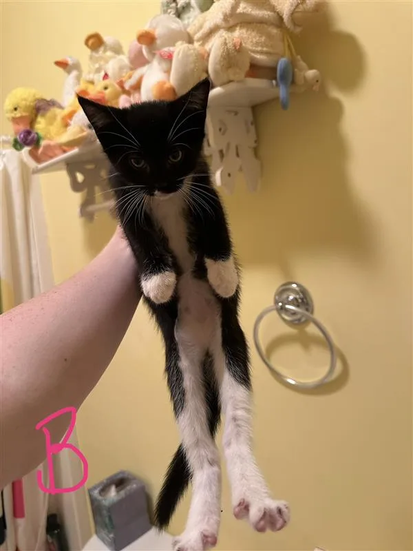A baby small-sized male Black American Shorthair cat named Travis Tritt for adoption